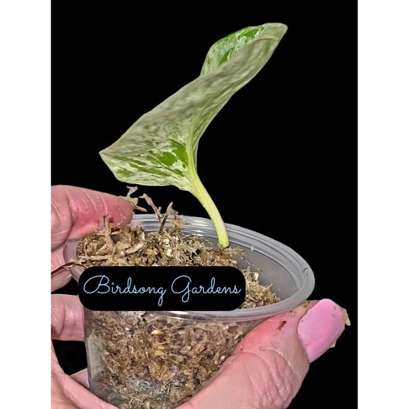 Snow Queen Pothos Cutting In Moss In Prop Cup - Picture 3 of 3